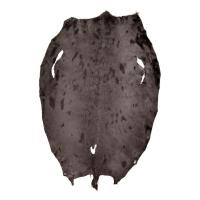 Harp Seal Cacao - Dressed Fur Skin - Fur